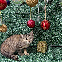 Thumbnail photo of Maria #1