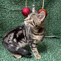 Thumbnail photo of Abigail #1