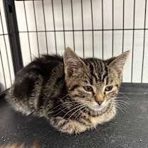 Thumbnail photo of Abigail #2