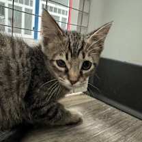 Thumbnail photo of Squints #2