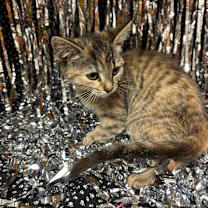 Thumbnail photo of Maria #3