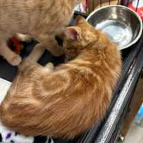 Thumbnail photo of Francis #3