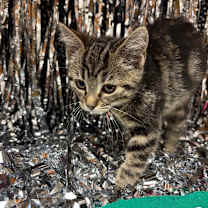 Thumbnail photo of Abigail #3