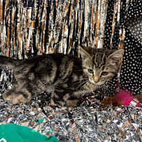 Thumbnail photo of Abigail #4