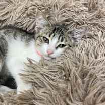 Thumbnail photo of Ladybug #2