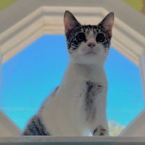 Thumbnail photo of Ladybug #4