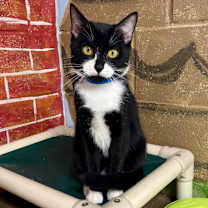 Thumbnail photo of Oreo #1