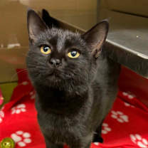 Thumbnail photo of Cindy lou #1