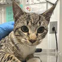 Thumbnail photo of Fir #2