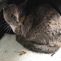 Thumbnail photo of Bloom #4