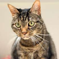 Thumbnail photo of Kali #1