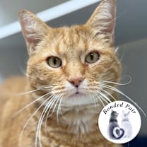 Thumbnail photo of Pumpkin #1