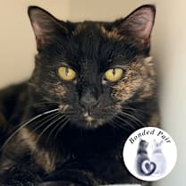 Thumbnail photo of Mama Midnight #1