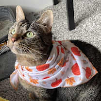 Thumbnail photo of Kali #4