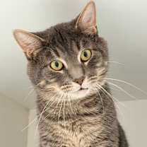 Thumbnail photo of Castor #1