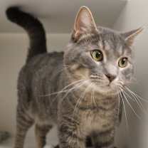 Thumbnail photo of Castor #2