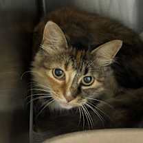 Thumbnail photo of Alice #2