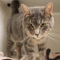 Thumbnail photo of Castor #3