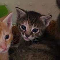 Thumbnail photo of Pudding #1