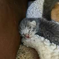 Thumbnail photo of Scooter #2