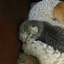 Thumbnail photo of Scooter #3