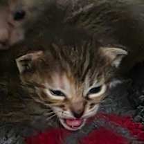 Thumbnail photo of Pudding #4