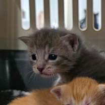 Thumbnail photo of Scooter #4