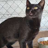 Thumbnail photo of Leo #1