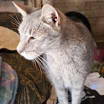 Thumbnail photo of Willy Wonka #3