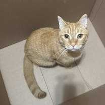 Thumbnail photo of Chico #4