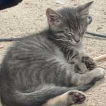 Thumbnail photo of Daisy #2