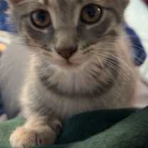 Thumbnail photo of Daisy #3