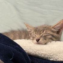 Thumbnail photo of Daisy #4