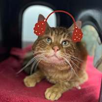 Thumbnail photo of Bobby Dazzler #1