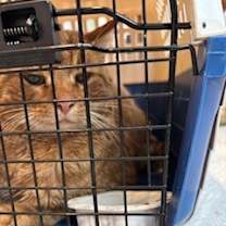 Thumbnail photo of Bobby Dazzler #2