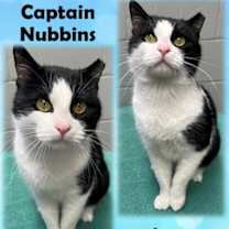 Thumbnail photo of Captain Nubbins #1