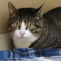 Thumbnail photo of Lucky #1