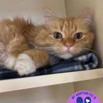 Thumbnail photo of Ringo #1