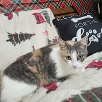 Thumbnail photo of Cali #1