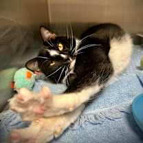 Thumbnail photo of Rio #2