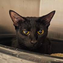 Thumbnail photo of Posey #2