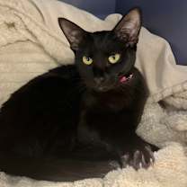 Thumbnail photo of Posey #4