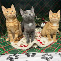 Thumbnail photo of Shark #2