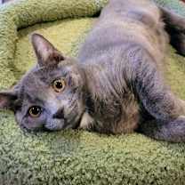 Thumbnail photo of Shark #3