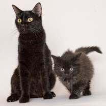 Thumbnail photo of Lilac & Flint #1