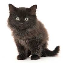 Thumbnail photo of Lilac & Flint #4