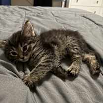 Thumbnail photo of Kitty Meow #2
