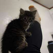 Thumbnail photo of Kitty Meow #3