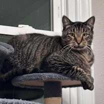 Thumbnail photo of Lewis #2