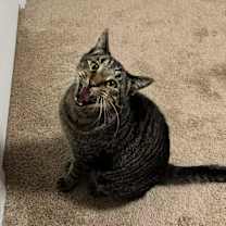 Thumbnail photo of Lewis #3